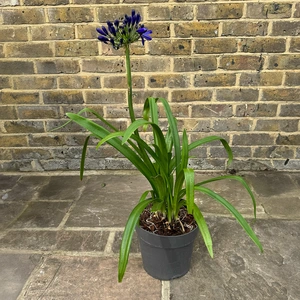 Agapanthus 'Blackjack' (Pot Size 2L) - African Lily - image 3