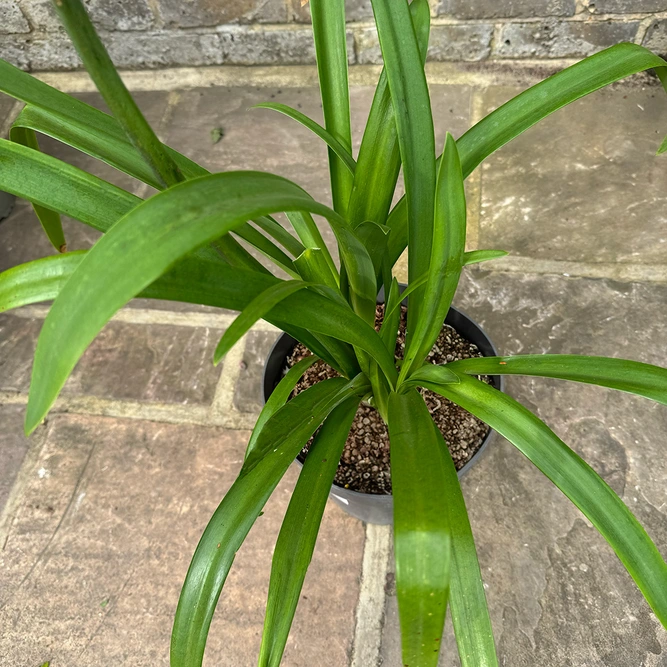 Agapanthus 'Blackjack' (Pot Size 2L) - African Lily - image 4