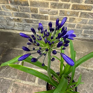 Agapanthus 'Blackjack' (Pot Size 2L) - African Lily - image 5