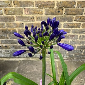 Agapanthus 'Blackjack' (Pot Size 2L) - African Lily - image 6