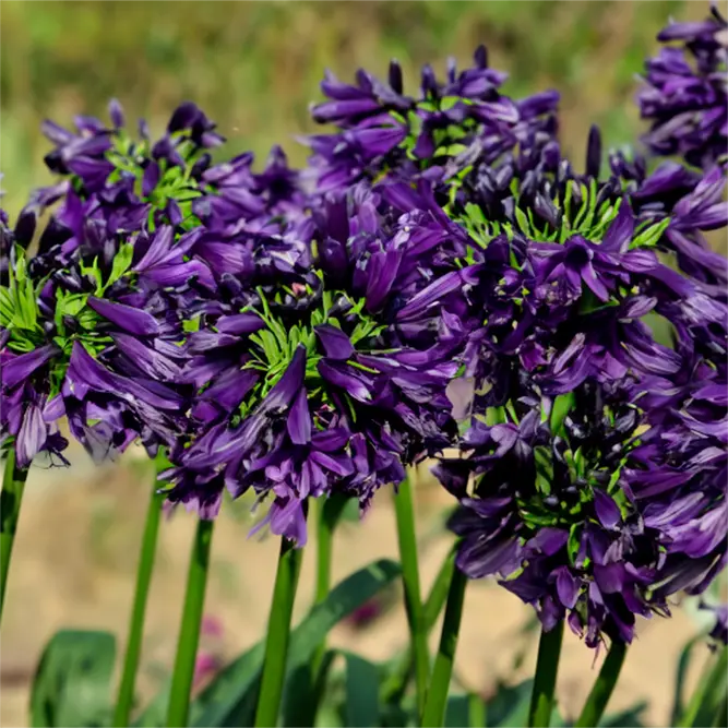 Agapanthus 'Blackjack' (Pot Size 2L) - African Lily - image 2