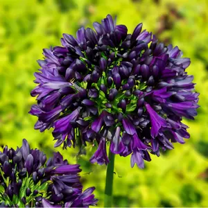 Agapanthus 'Blackjack' (Pot Size 2L) - African Lily - image 1