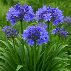 Agapanthus 'Dr Brouwer' (Pot Size 23cm) - African Lily