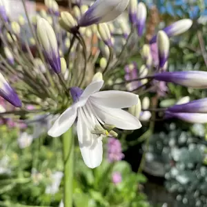 Agapanthus Fireworks (Pot Size 4L) - Lily of the Nile - image 3