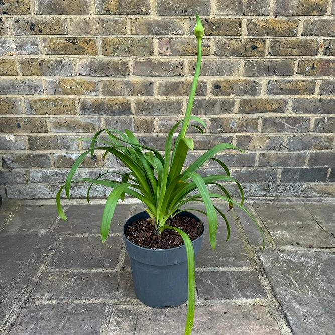 Agapanthus 'Lapis Lazuli' (Pot Size 2L) - African Lily - image 3