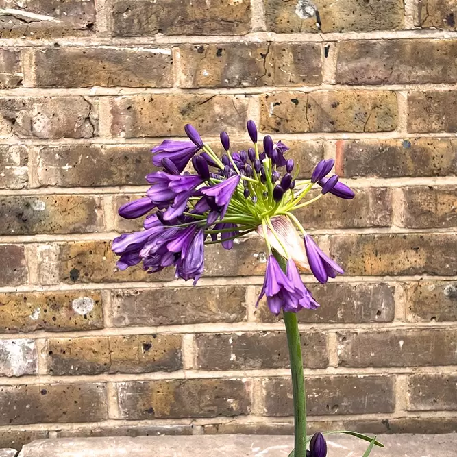 Agapanthus 'Poppin Purple' (Pot Size 2L) - Lily of the Nile - image 1