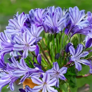 Agapanthus 'Poppin Star' (Pot Size 2L) - Lily of the Nile - image 1