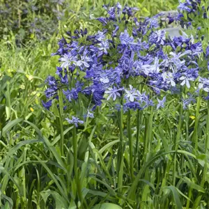 Agapanthus 'Poppin Star' (Pot Size 2L) - Lily of the Nile - image 2