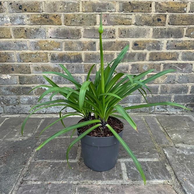 Agapanthus 'Poppin Star' (Pot Size 2L) - Lily of the Nile - image 3