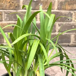 Agapanthus 'Sea Storm' (Pot Size 3L) Lily of the Nile - image 2