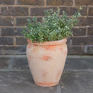 Aged Terracotta Handmade Belly Rim Stretched Terracotta Planter (D25cm x H30cm) Outdoor Plant Pot - image 3
