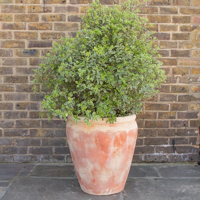 Handmade Aged Belly Rim Stretched Terracotta Planter (D50cm x H55cm)  Outdoor Plant Pot - image 3