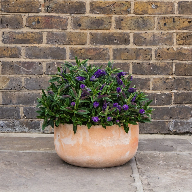 Aged Terracotta Handmade Bowl Planter (D38cm x H20cm) Outdoor Plant Pot - image 3