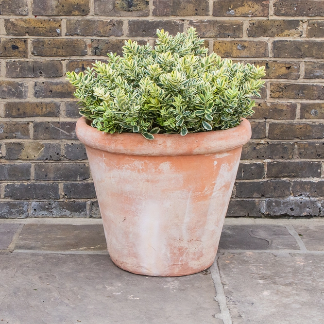 Aged Terracotta Handmade Coni Lip Planter (D58cm x H50cm) Outdoor Plant Pot - image 3