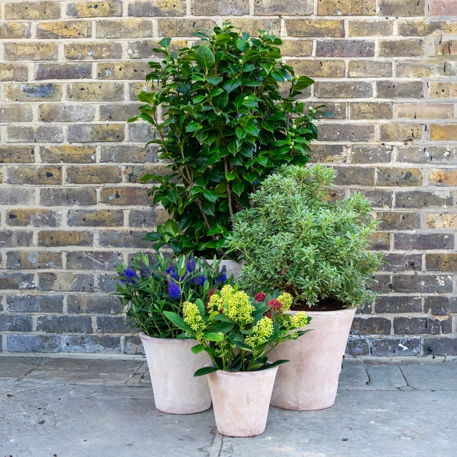 Aged Terracotta Planter - Alicia (D24xH25cm) Handmade Outdoor Pot - image 2