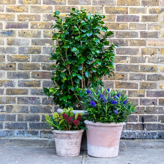 Aged Terracotta Planter - Cortona (D33xH27cm) Handmade Outdoor Pot - image 3