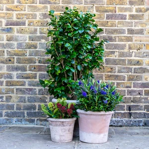 Aged Terracotta Planter - Cortona (D33xH27cm) Handmade Outdoor Pot - image 3