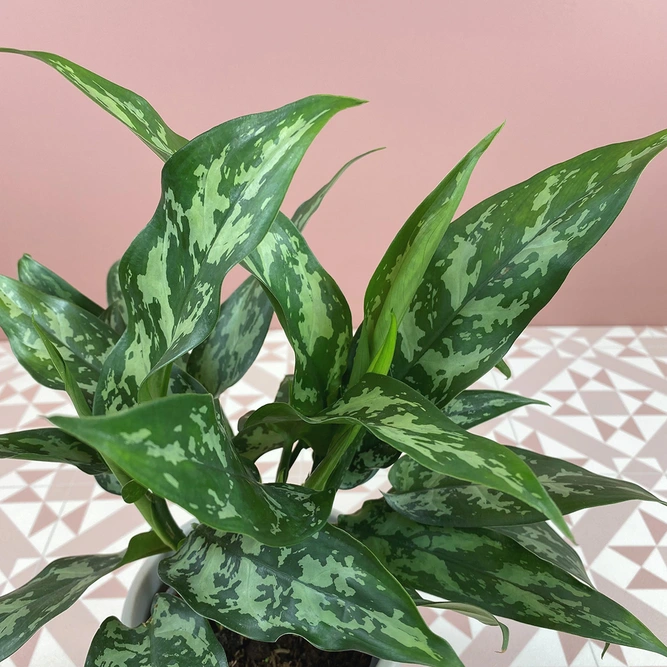 Aglaonema 'Maria' (Pot Size 12cm) Chinese evergreen - image 2