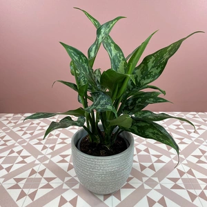 Aglaonema 'Maria' (Pot Size 12cm) Chinese evergreen - image 1