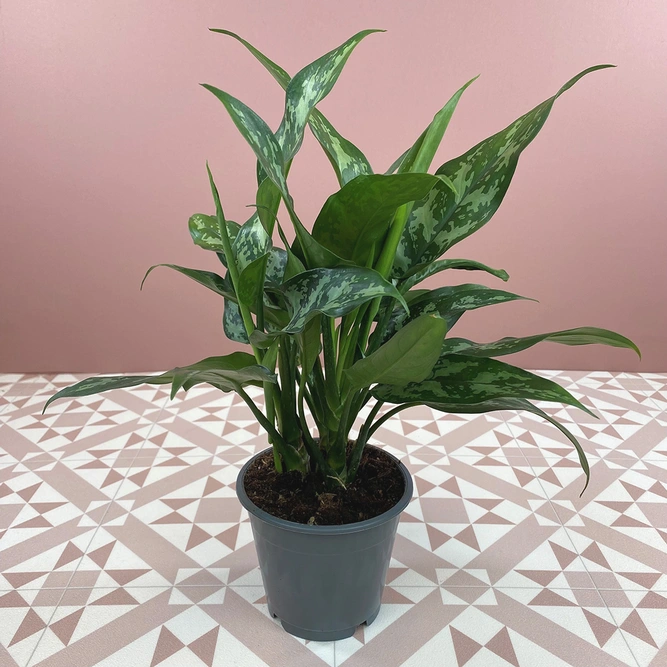 Aglaonema 'Maria' (Pot Size 12cm) Chinese evergreen - image 3