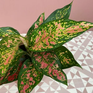 Aglaonema 'Spotted Star' (Pot Size 12cm) Chinese evergreen - image 1