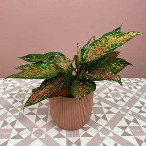 Aglaonema 'Spotted Star' (Pot Size 12cm) Chinese evergreen - image 2