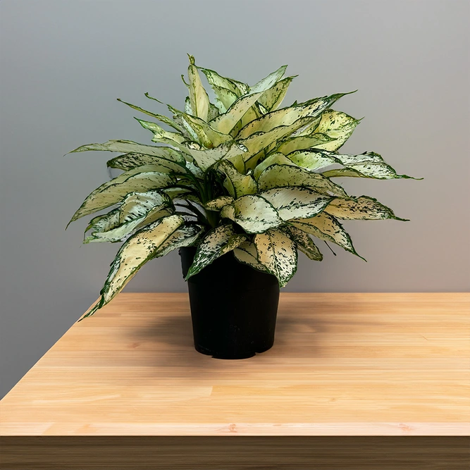 Aglaonema 'White Kiwi' (Pot Size 12cm) Chinese Evergreen - image 1