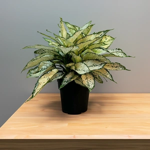 Aglaonema 'White Kiwi' (Pot Size 12cm) Chinese Evergreen - image 1