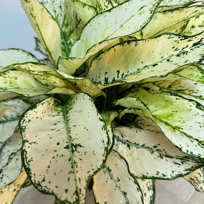 Aglaonema 'White Kiwi' (Pot Size 12cm) Chinese Evergreen - image 2