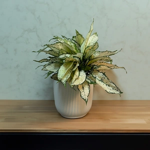 Aglaonema 'White Kiwi' (Pot Size 12cm) Chinese Evergreen - image 3