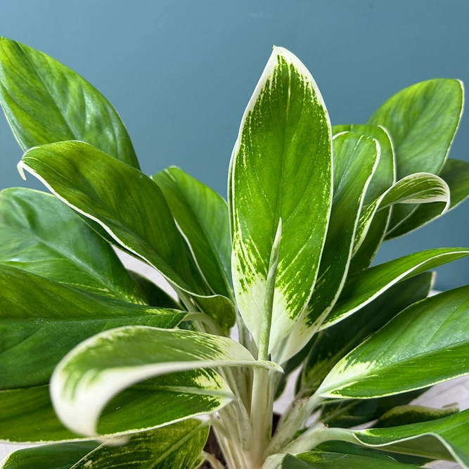 Aglaonema 'White Lime' (Pot Size 17cm) Chinese Evergreen - image 3