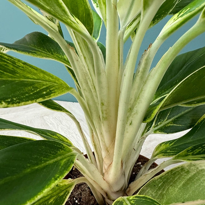 Aglaonema 'White Lime' (Pot Size 17cm) Chinese Evergreen - image 4