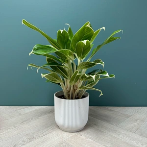 Aglaonema 'White Lime' (Pot Size 17cm) Chinese Evergreen - image 5