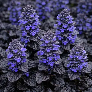 Ajuga black scallop (Pot Size 13cm) - Bugleweed - image 3
