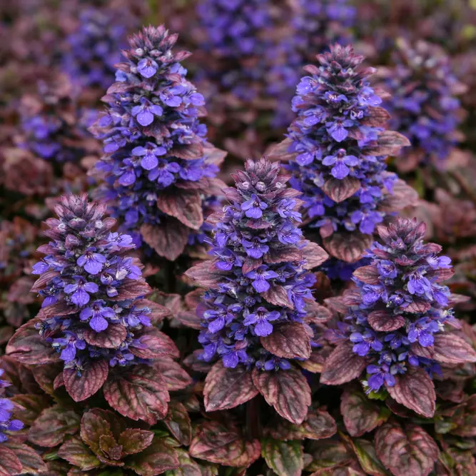 Ajuga Braunherz (Pot Size 13cm) - bugle 'Braunherz' - image 1