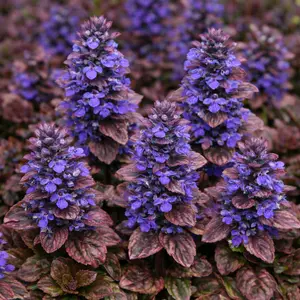 Ajuga Braunherz (Pot Size 13cm) - bugle 'Braunherz' - image 1