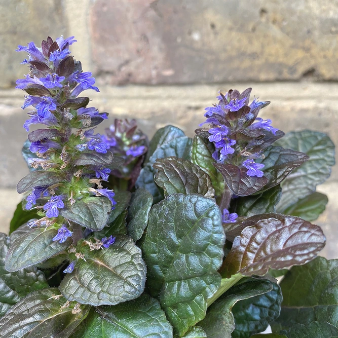 Ajuga Braunherz (Pot Size 11cm) - bugle 'Braunherz' - image 1