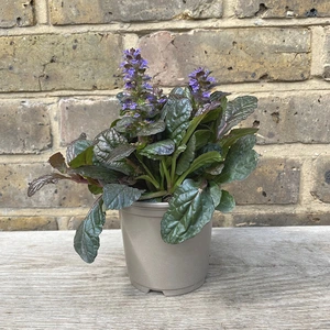 Ajuga Braunherz (Pot Size 11cm) - bugle 'Braunherz' - image 2