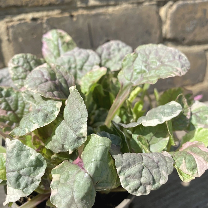 Ajuga 'Burgundy Glow' (Pot Size 11cm) - image 1