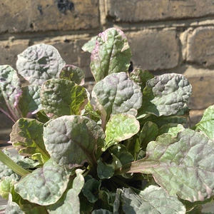 Ajuga 'Burgundy Glow' (Pot Size 11cm) - image 2