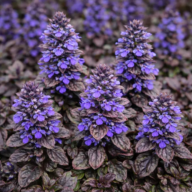 Ajuga Chocolate Chip (Pot Size 11cm) - Bugleweed - image 3