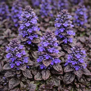 Ajuga Chocolate Chip (Pot Size 11cm) - Bugleweed - image 3