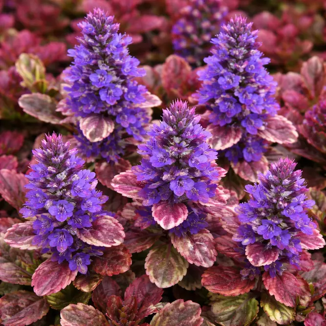 Ajuga reptans ‘Burgundy Glow’ (Pot Size 11cm) Bugleweed - image 1