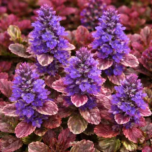 Ajuga reptans ‘Burgundy Glow’ (Pot Size 11cm) Bugleweed - image 1