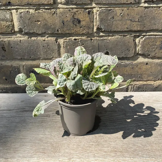 Ajuga reptans 'Burgundy Glow' (Pot Size 13cm) Bugleweed (alt) - image 2