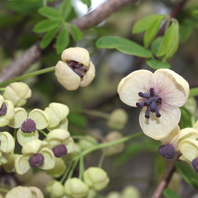 Akebia quinata 'Cream Form' available at Boma Garden Centre Image by Alpsdake