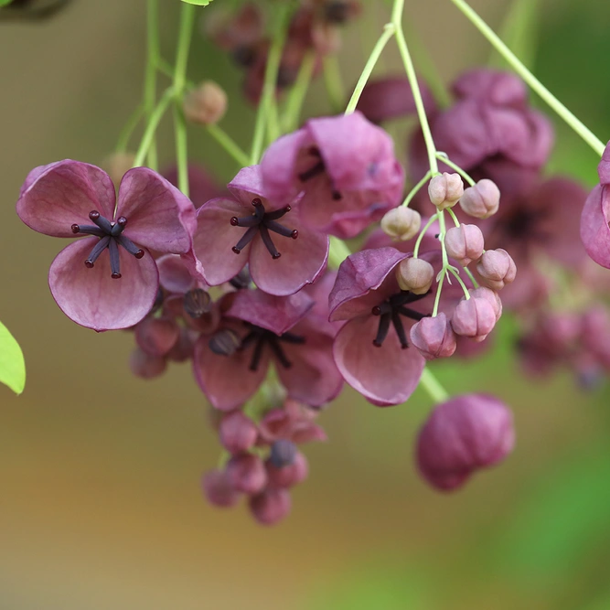 Akebia Quinata (Pot Size 3L) Chocolate Vine