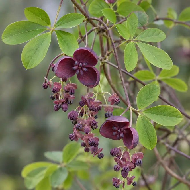 Akebia Quinata (Pot Size 3L) Chocolate Vine