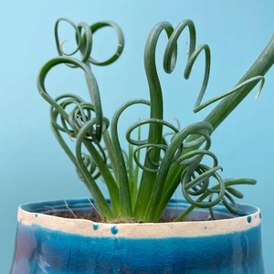 Albuca spiralis 'Frizzle Sizzle' (Pot Size 12cm) Corkscrew Albuca - image 1