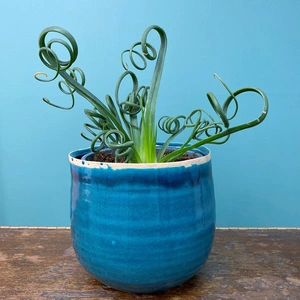 Albuca spiralis 'Frizzle Sizzle' (Pot Size 12cm) Corkscrew Albuca - image 2